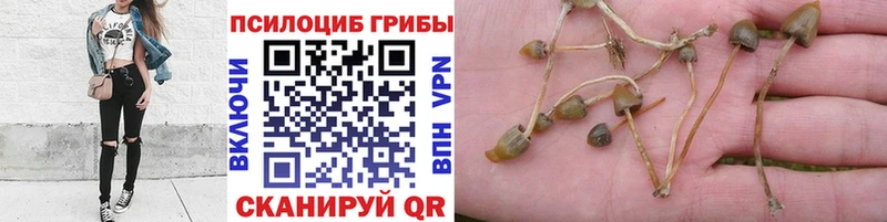 сколько стоит  Кизилюрт  Галлюциногенные грибы прущие грибы 